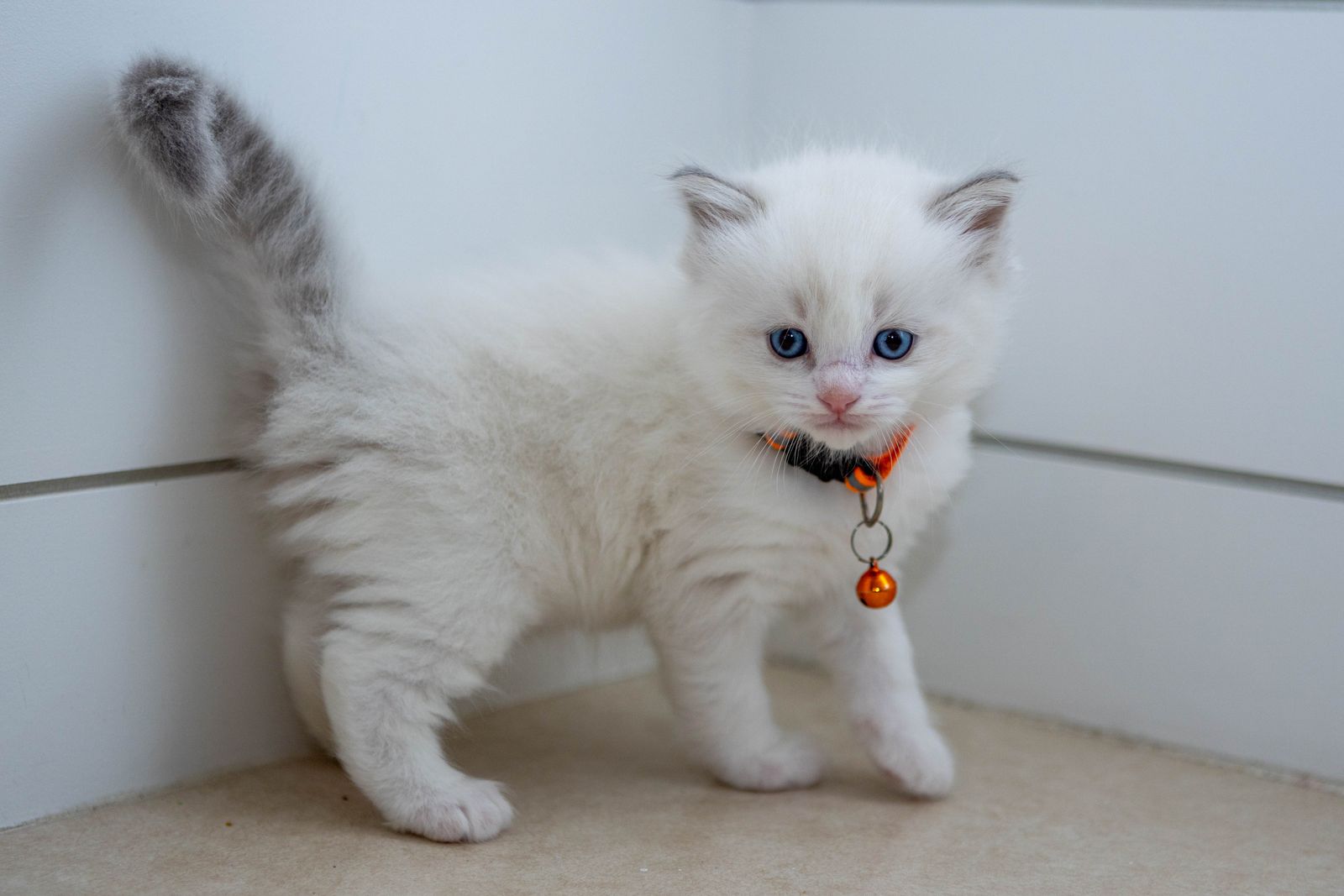 PUREBRED RAGDOLLS