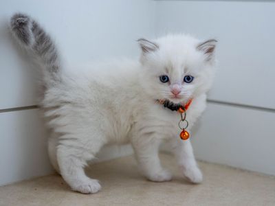 PUREBRED RAGDOLLS