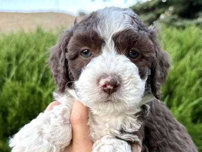 Mini Aussiedoodle, Aussie Doodle Puppies BLUE EYES