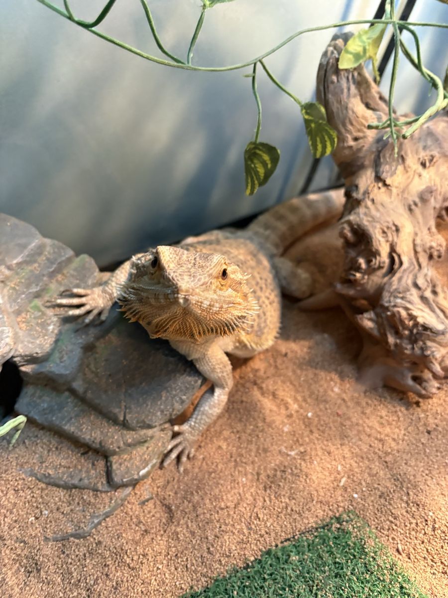 1.5 year old bearded dragon with full setup