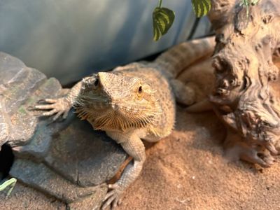 1.5 year old bearded dragon with full setup