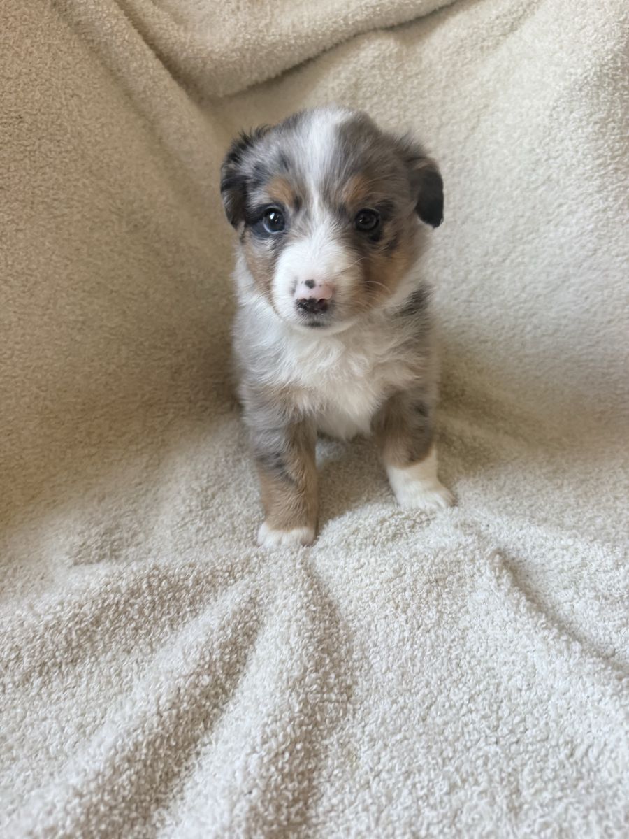 Aussie/corgis
