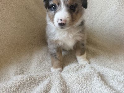 Aussie/corgis