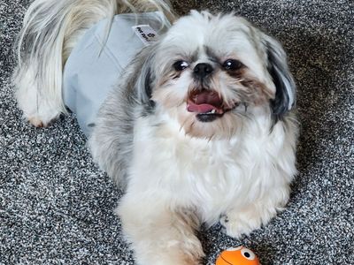 AKC/CKC male stud only