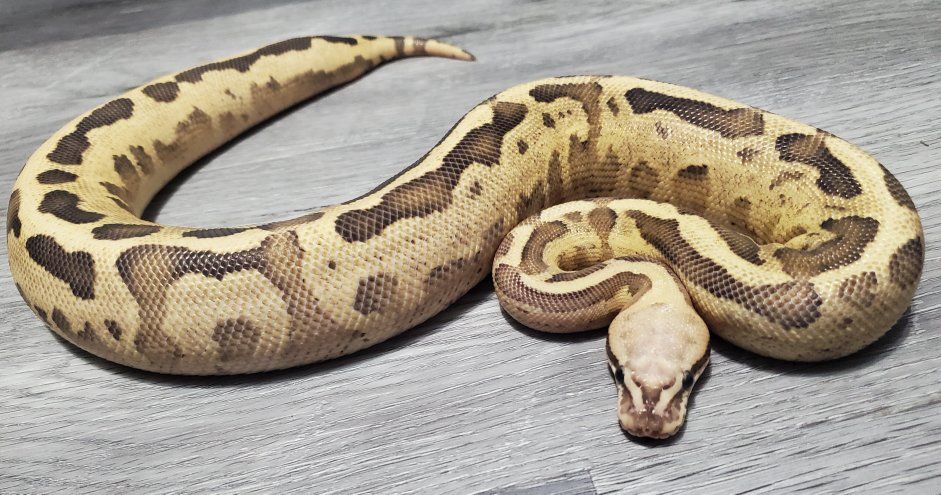 Leopard Vanilla Fire Female