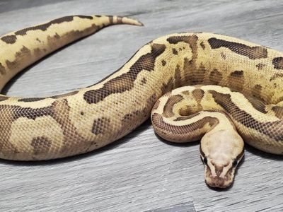 Leopard Vanilla Fire Female