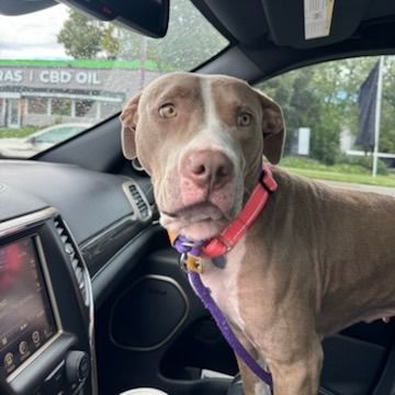 Hello my name is Roxie