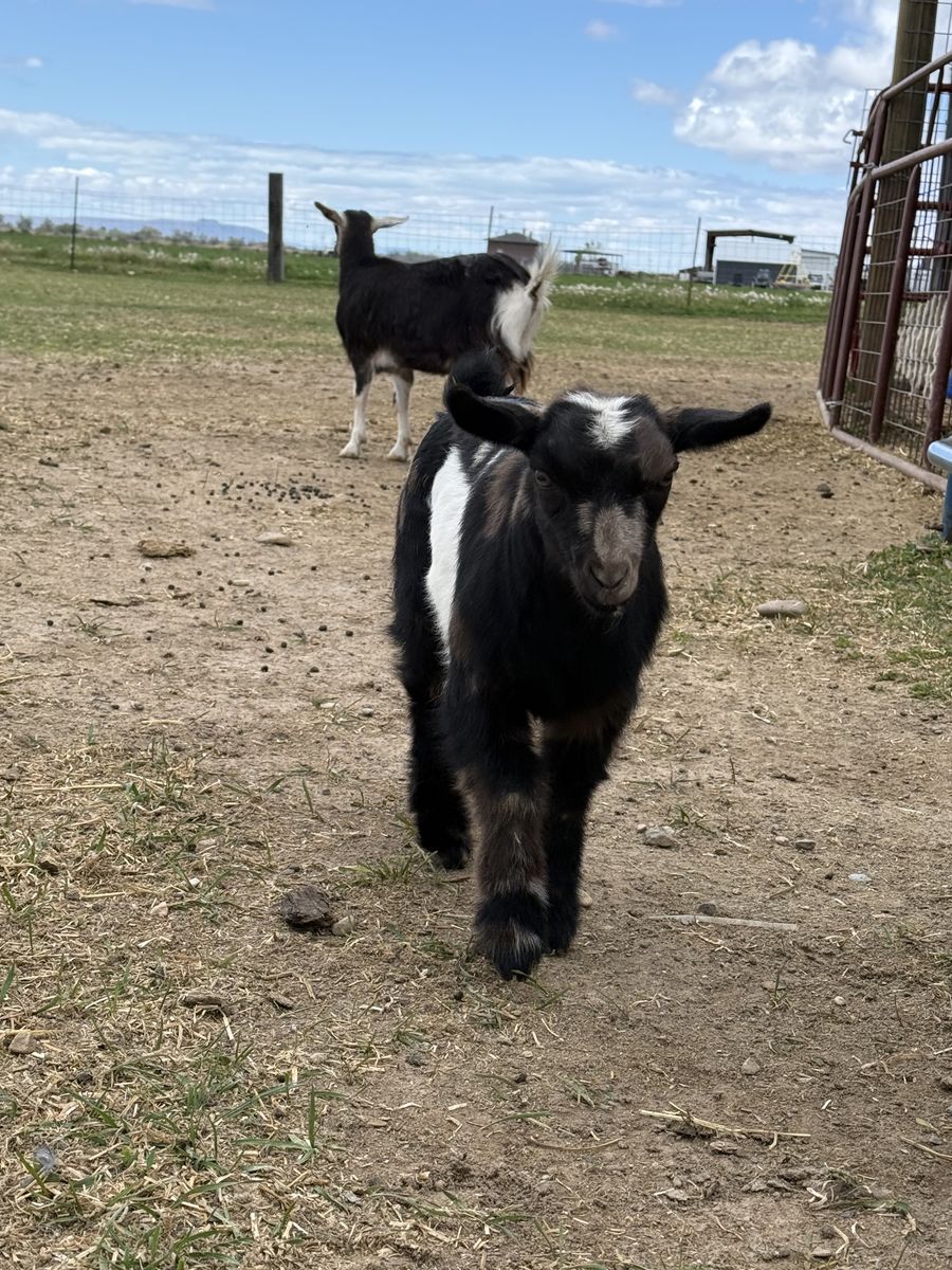 Sale pending! Mini fainting female goat