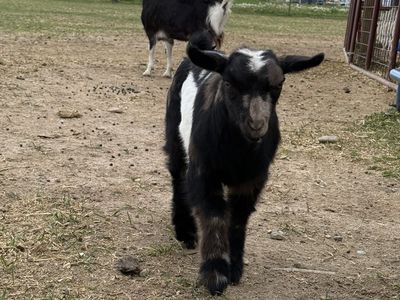 Sale pending! Mini fainting female goat