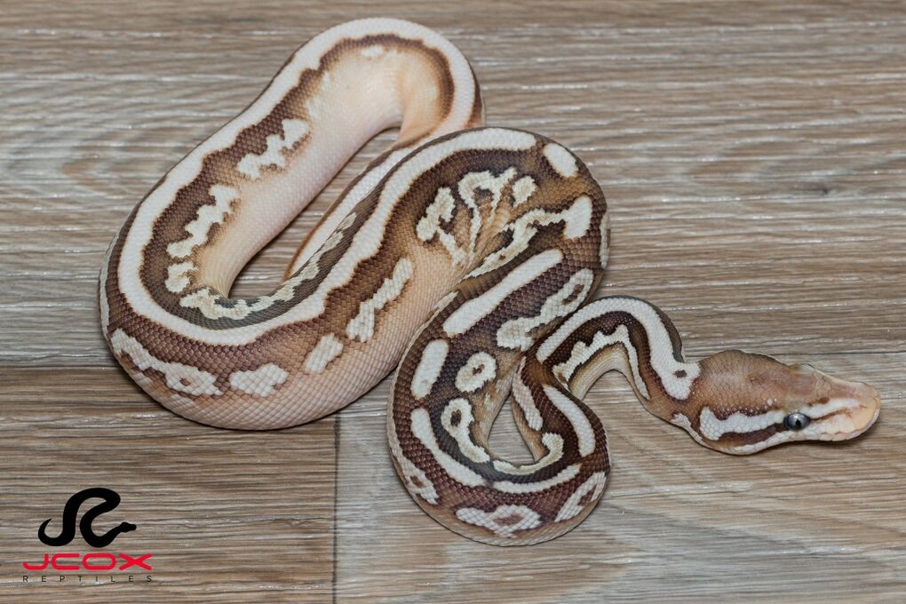 Ball Pythons