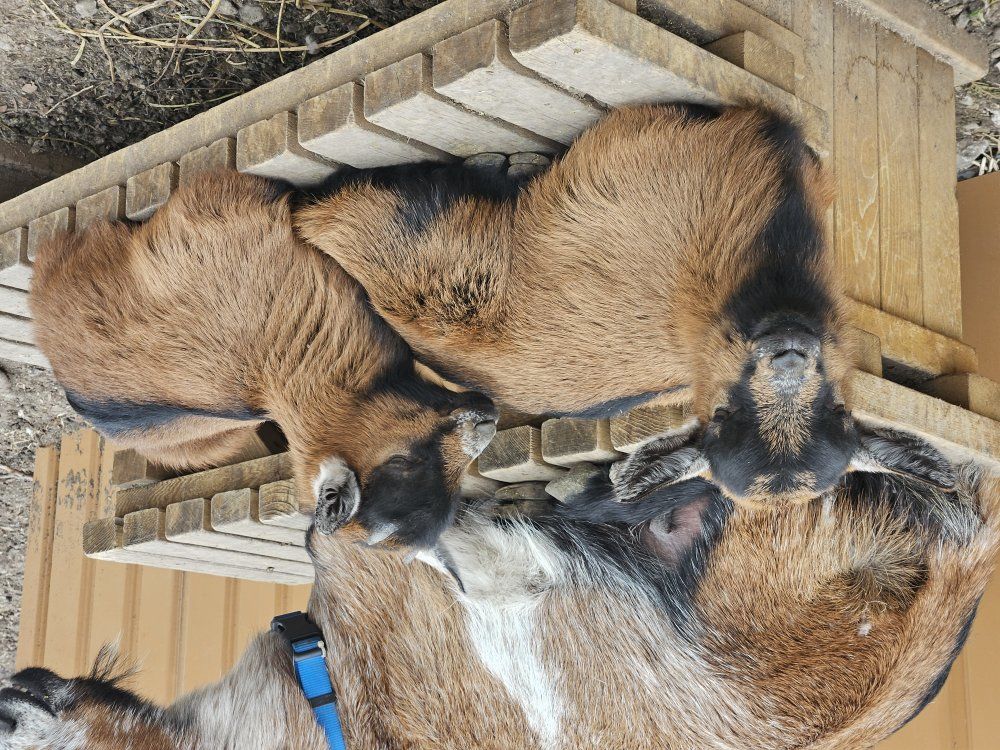 Mini Oberhasli buckling ready to go!