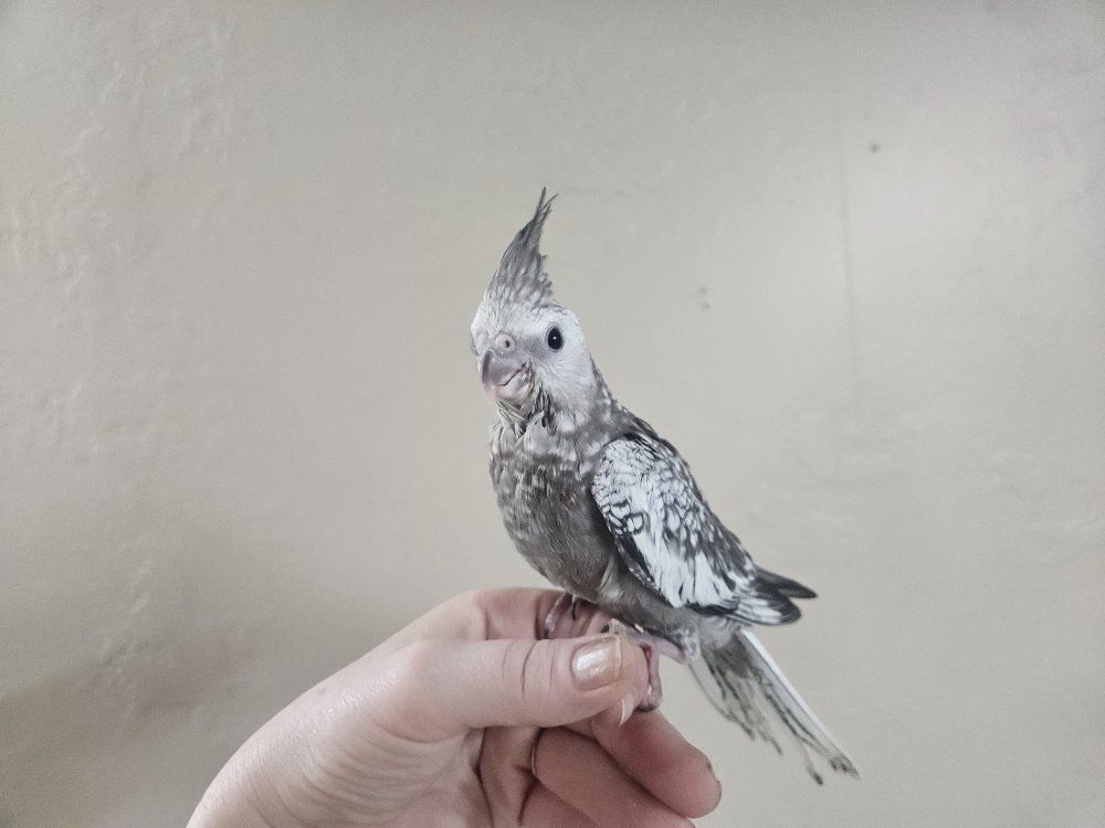 Tame Baby White-Faced Pearl Cockatiel