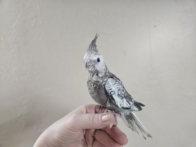 Tame Baby White-Faced Pearl Cockatiel