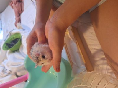 Guinea pigs And hamsters