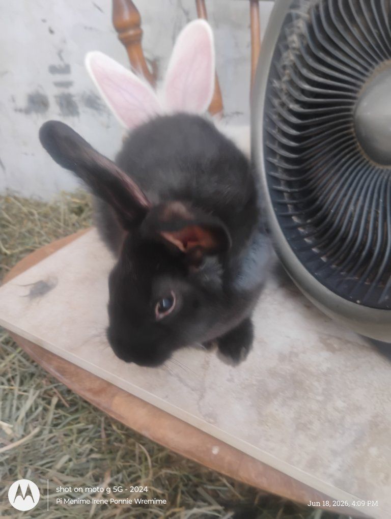 baby bunnies for sale to good homes