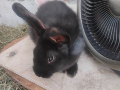baby bunnies for sale to good homes