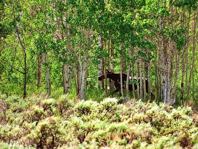 4.97 ACRES IN SCOFIELD – WHERE MEMORIES BECOME LEGACY