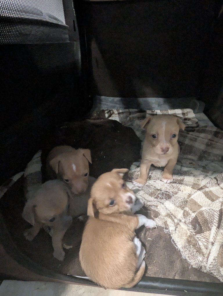 Tiny Chihuahuas, Big Brains! Smart, Trainable Puppies Ready June 20!