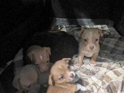 Tiny Chihuahuas, Big Brains! Smart, Trainable Puppies Ready June 20!