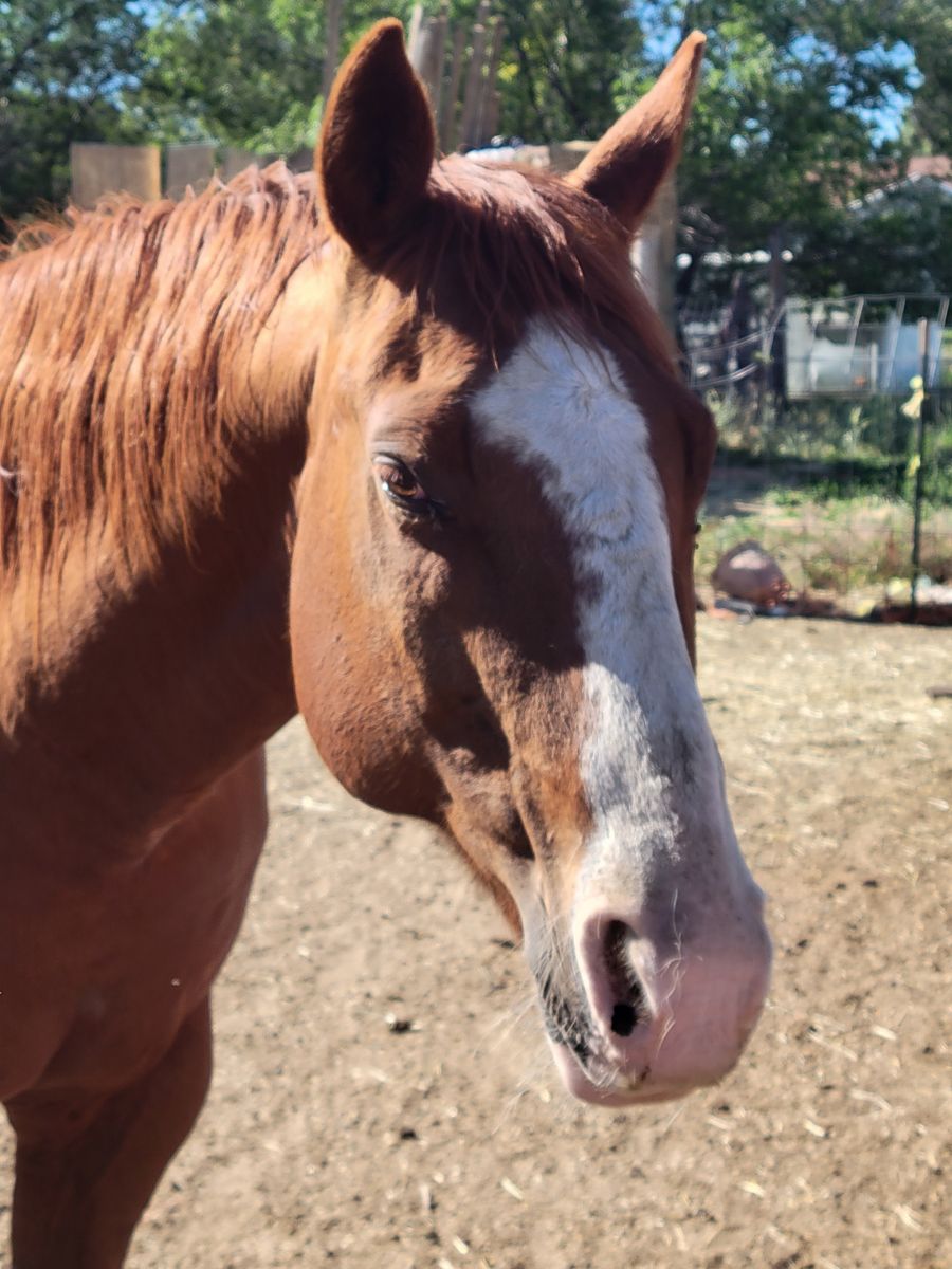 21 yr old quarter horse gelding