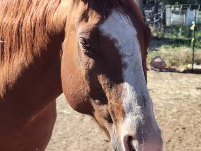 21 yr old quarter horse gelding