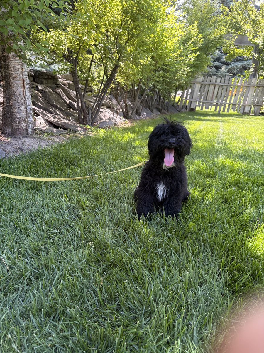 Mini Goldendoodle
