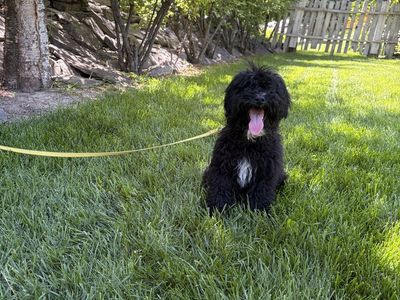 Mini Goldendoodle