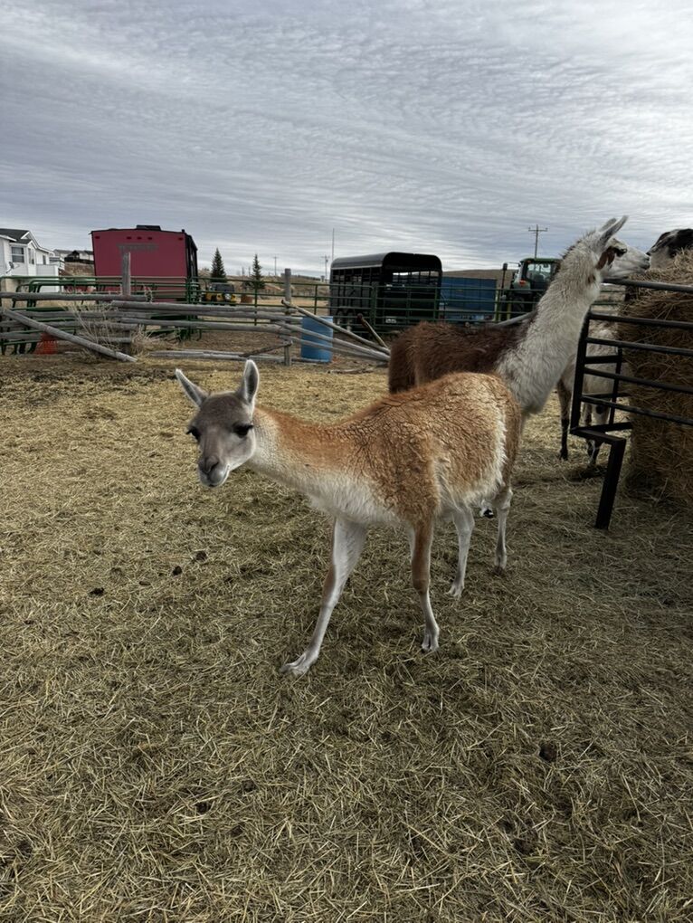 Guanaco (llama)