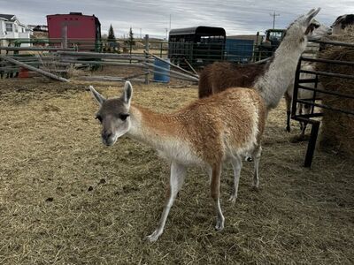 Guanaco (llama)