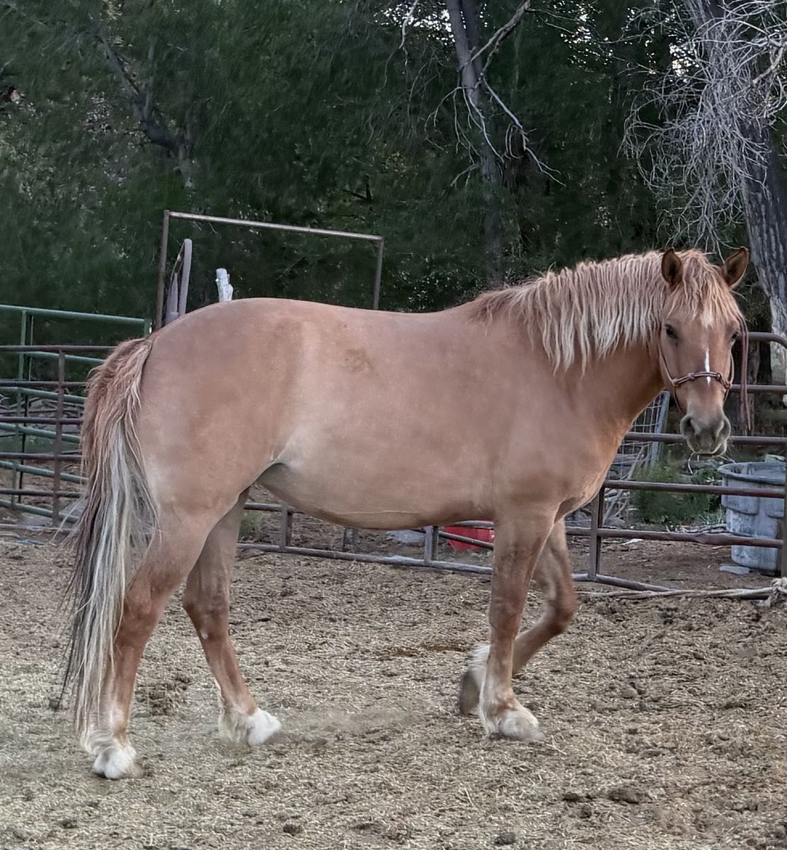 “Frigg” 8yr old half draft mare