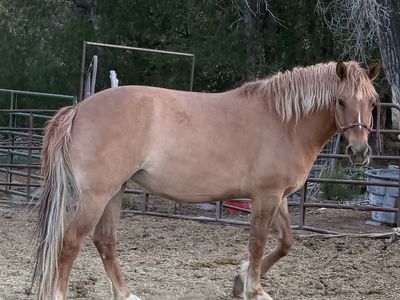 “Frigg” 8yr old half draft mare