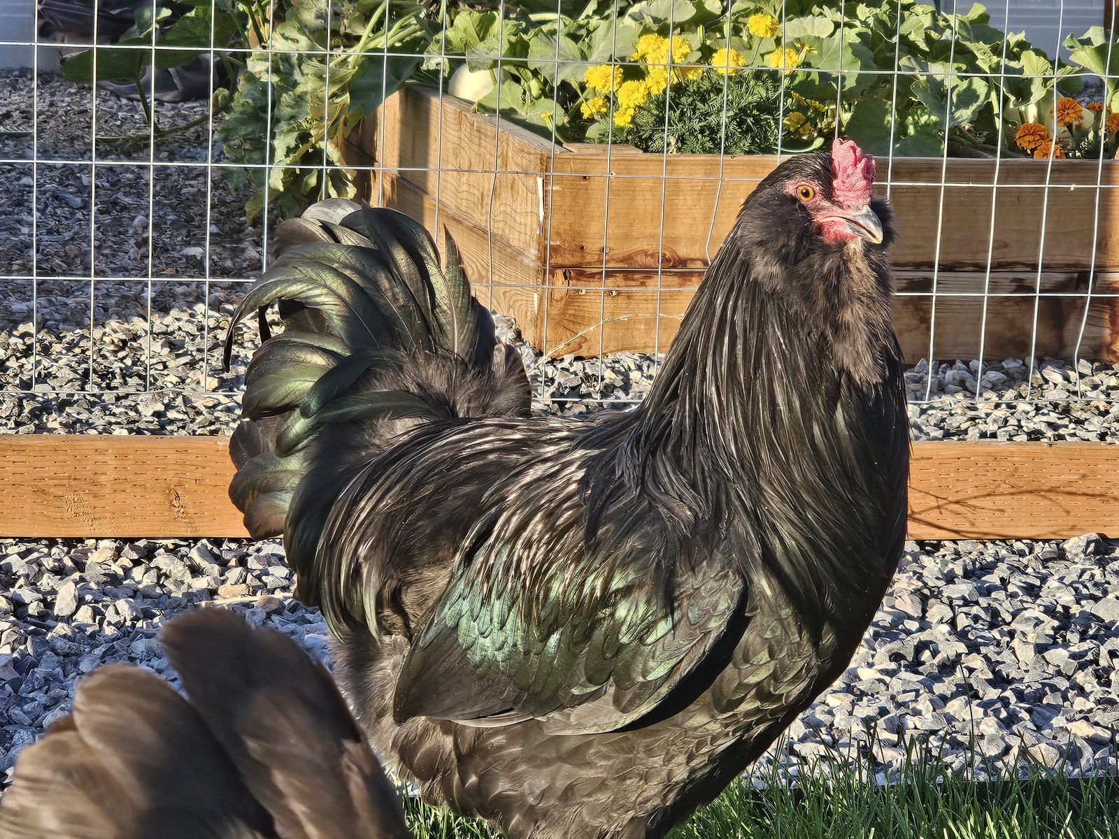 Americauna rooster for sale