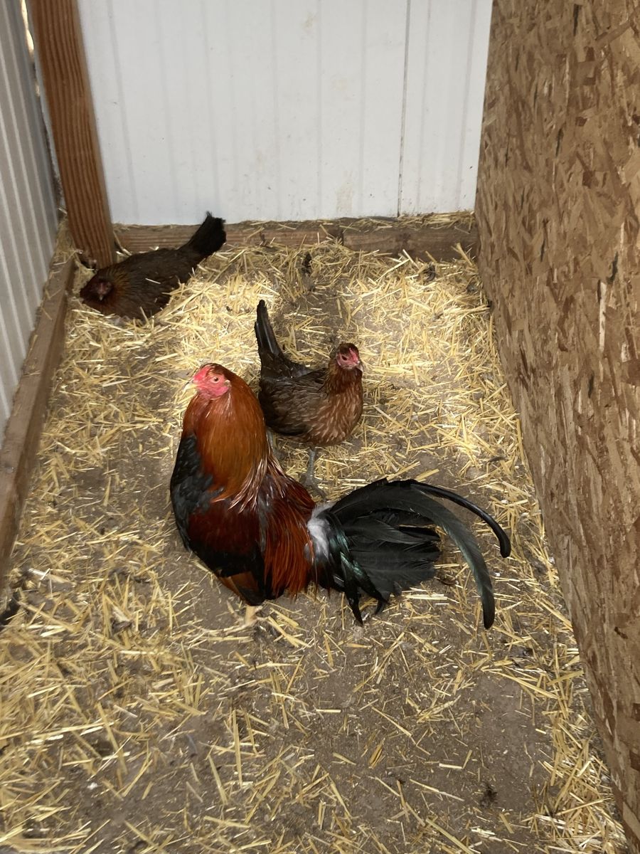 Hatch gamefowl