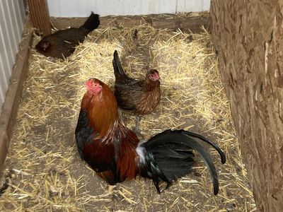 Hatch gamefowl
