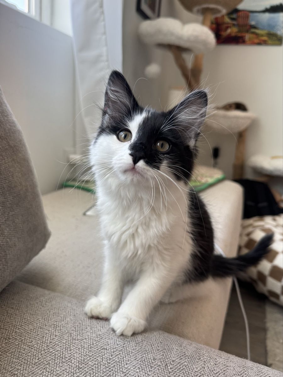 Maine Coon Mixed Kitten