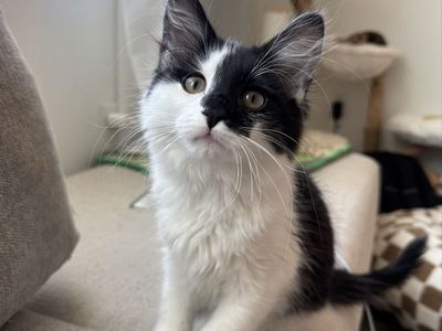 Maine Coon Mixed Kitten