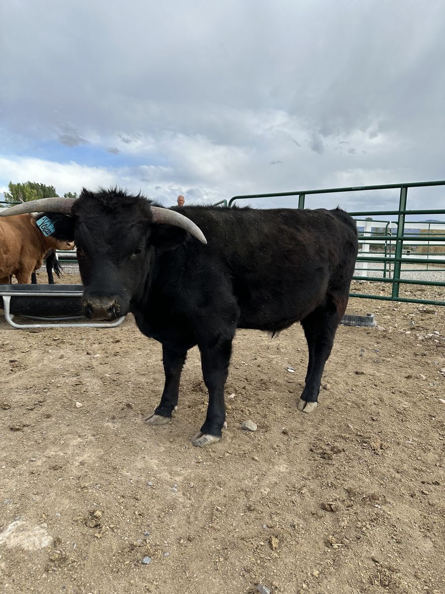 Velcro – 41.7” Mini Dexter × Mini Highland Steer – $2,500
