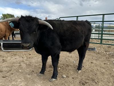 Velcro – 41.7” Mini Dexter × Mini Highland Steer – $2,500