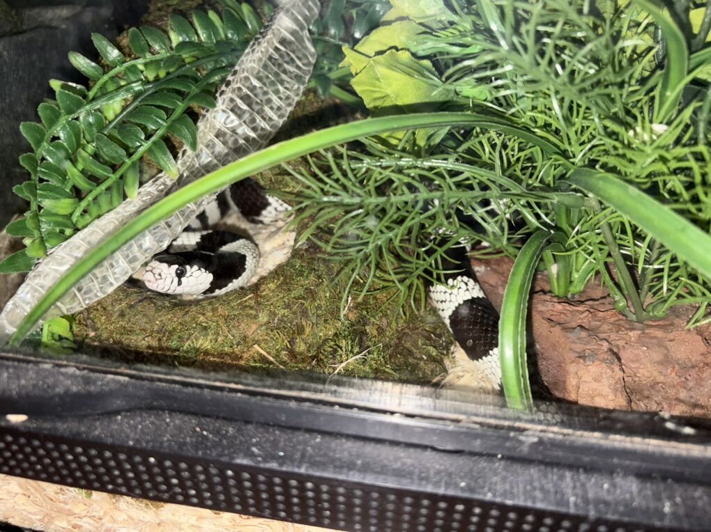 2 King Snakes and 150 Frozen Feeder Mice