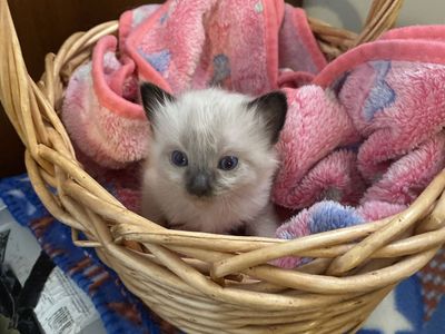 Adorable and Docile Ragdoll & Seal Point Mix Kittens