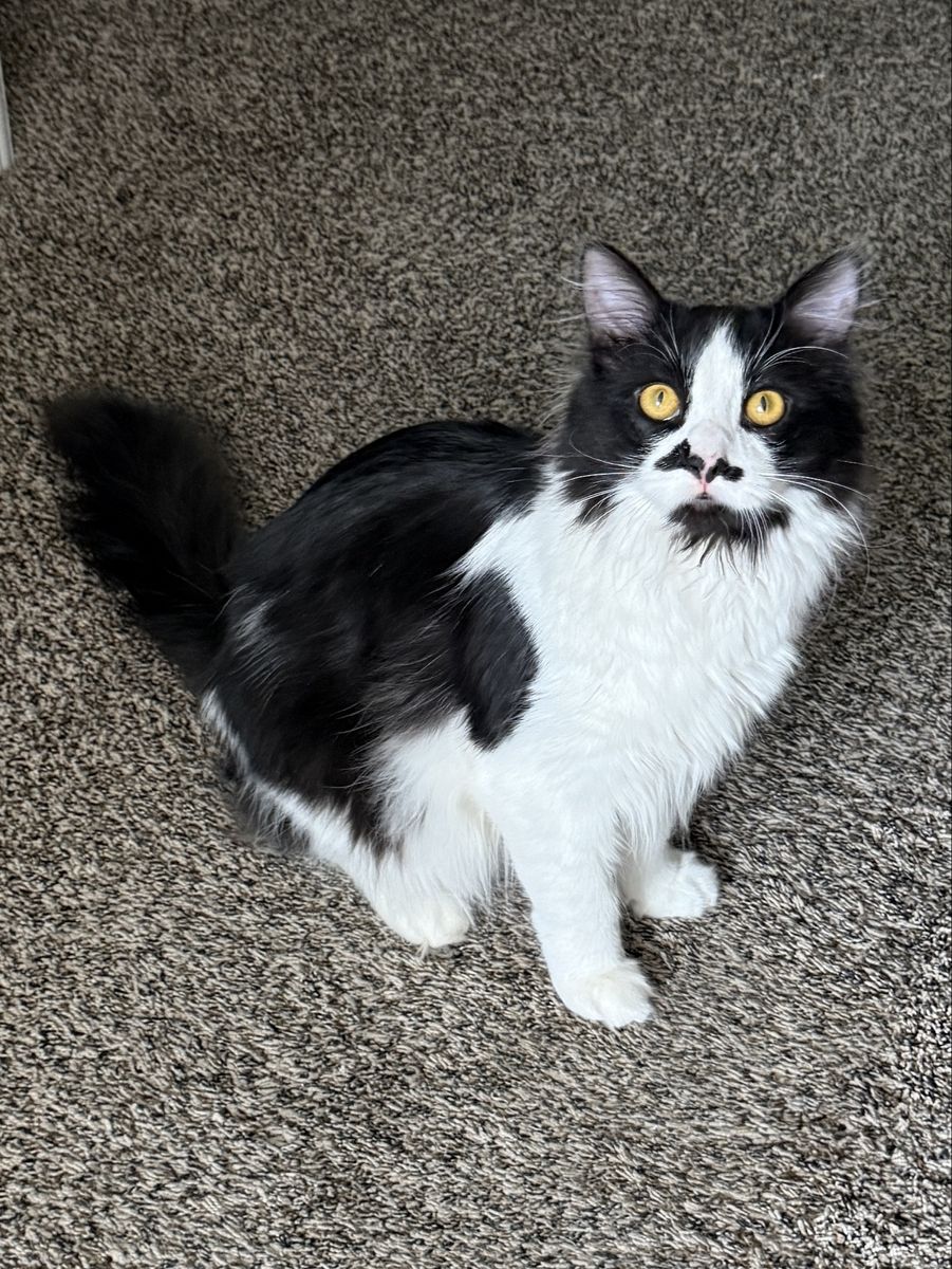BEAUTIFUL MALE TUXEDO MAINE COON