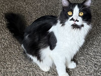 BEAUTIFUL MALE TUXEDO MAINE COON