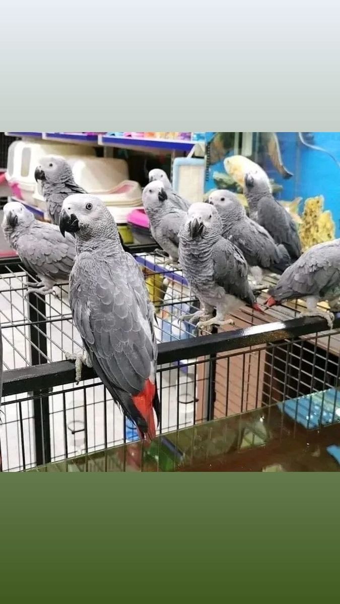 African Grey parrots