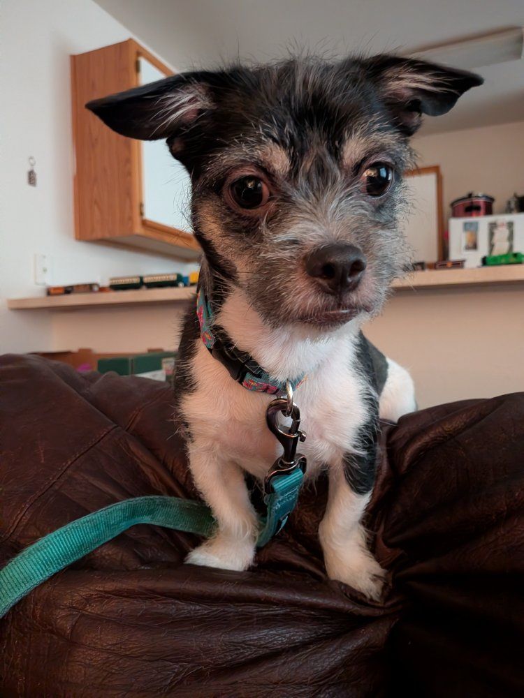 Adorable Small Havanese/Terrier