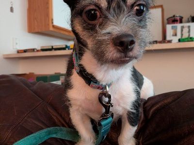Adorable Small Havanese/Terrier