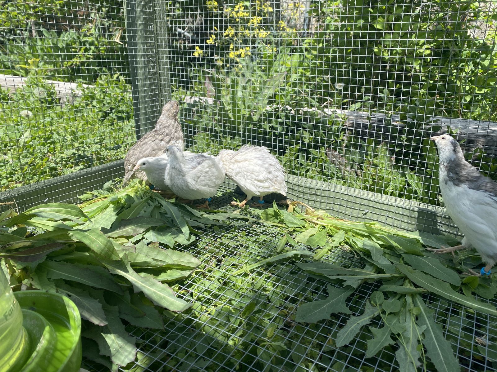 Celadon Rooster