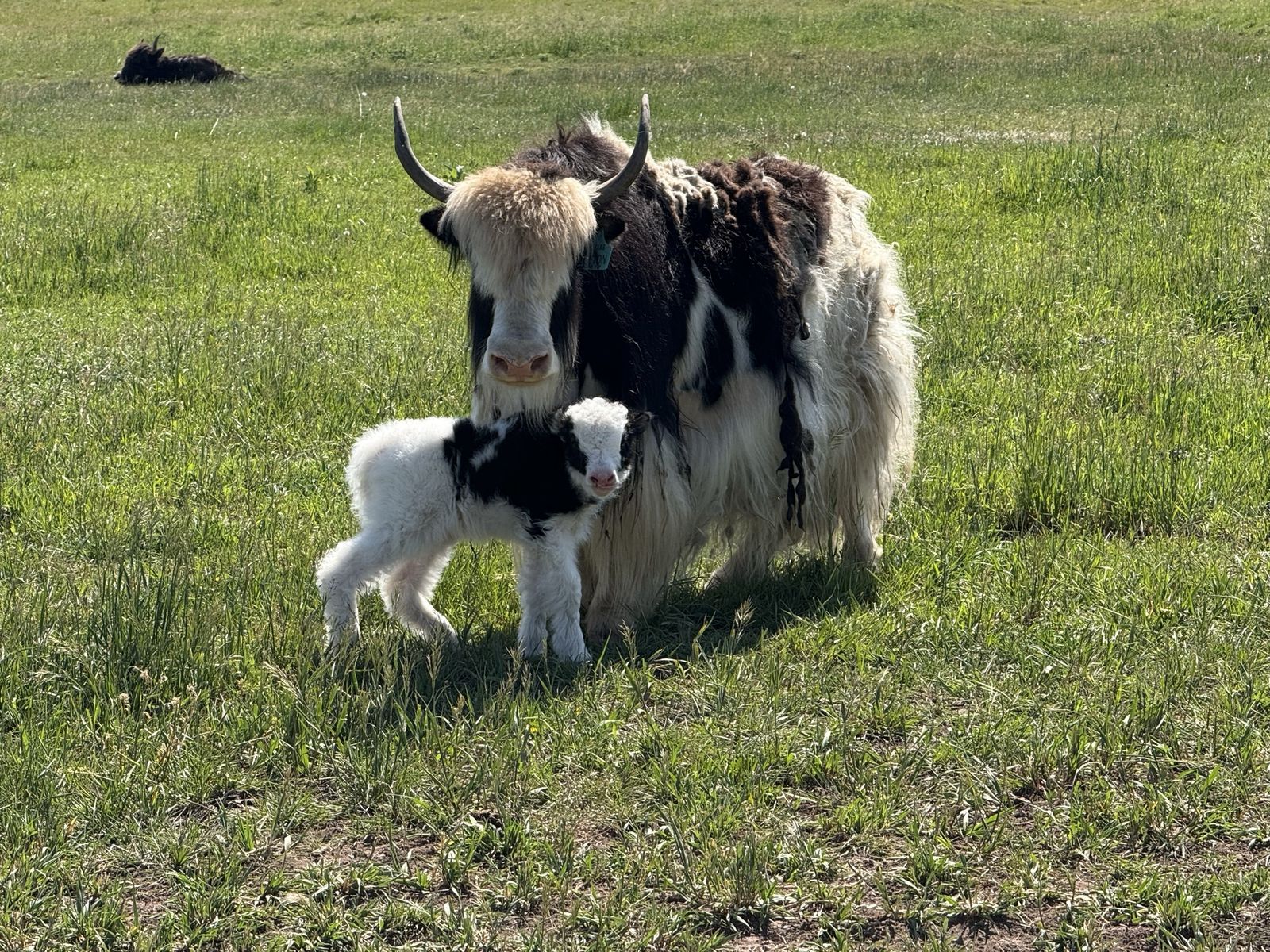 Royal heifer calf