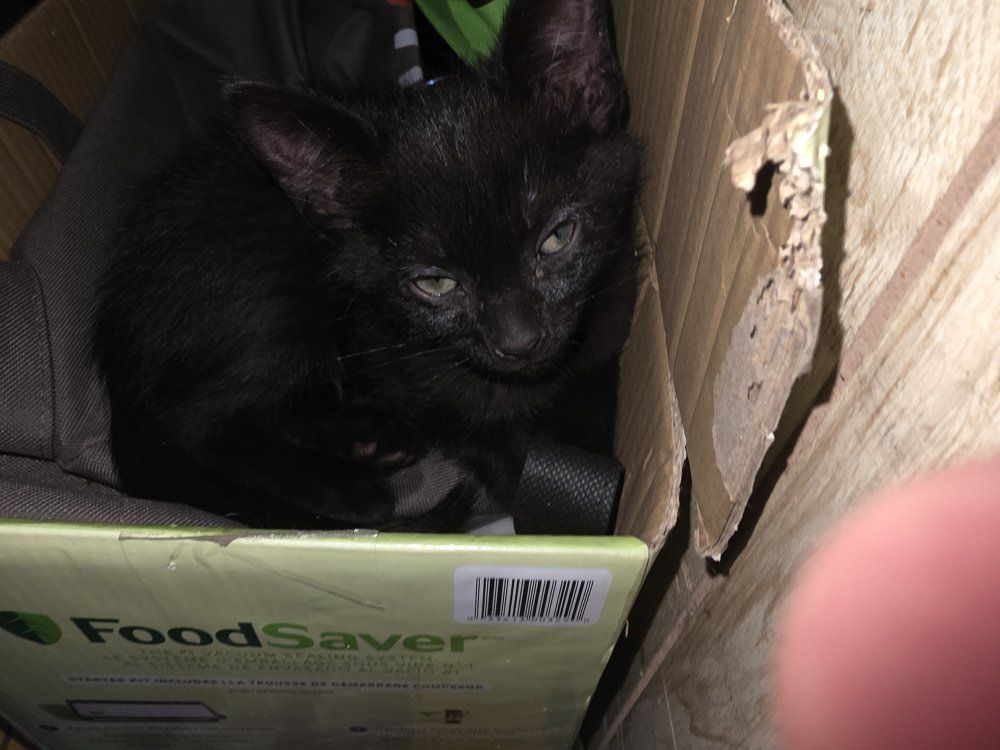 Bombay kittens