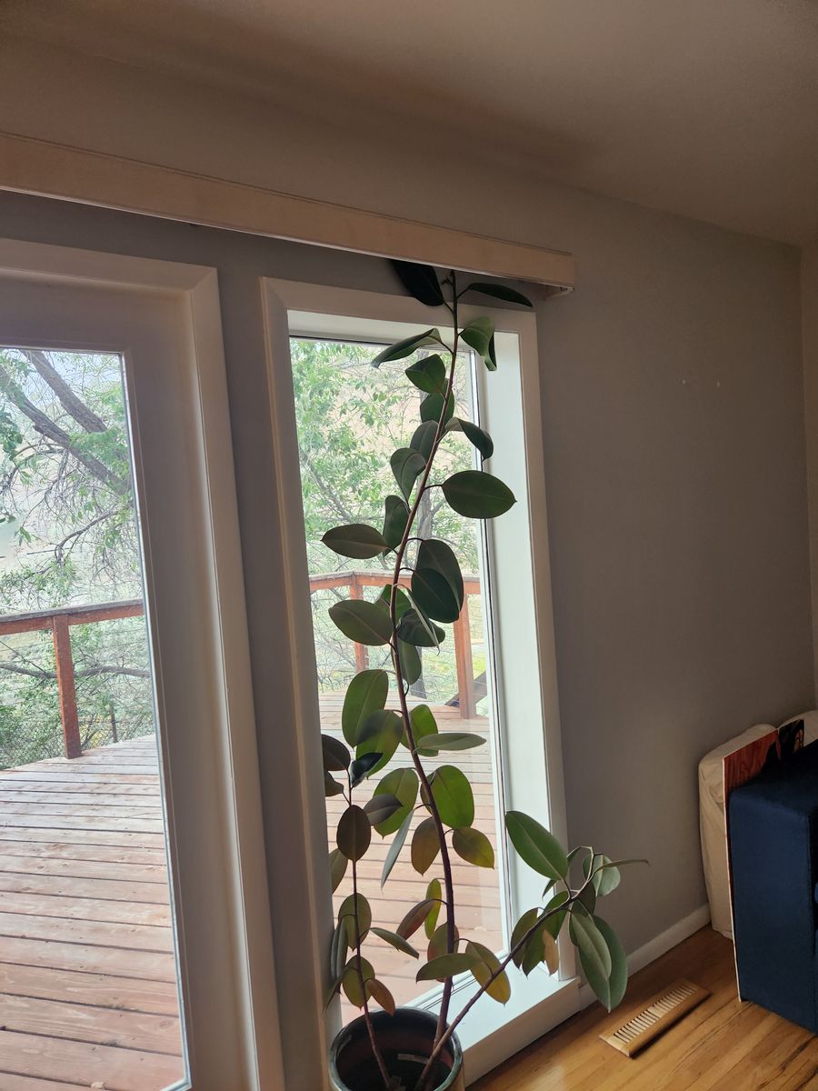 Rubber plant - Ficus elastica