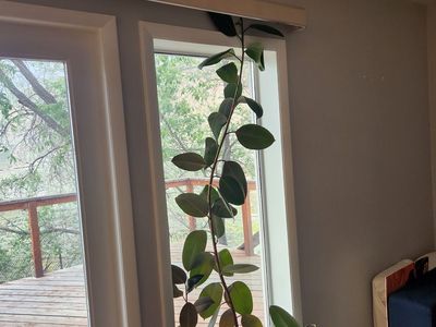 Rubber plant - Ficus elastica